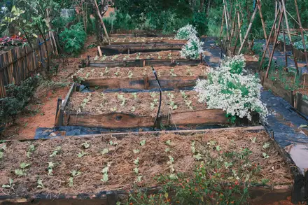 木枠で囲まれた菜園の畝。藁が敷かれ、葉物野菜の若い苗が並んで植えられている。